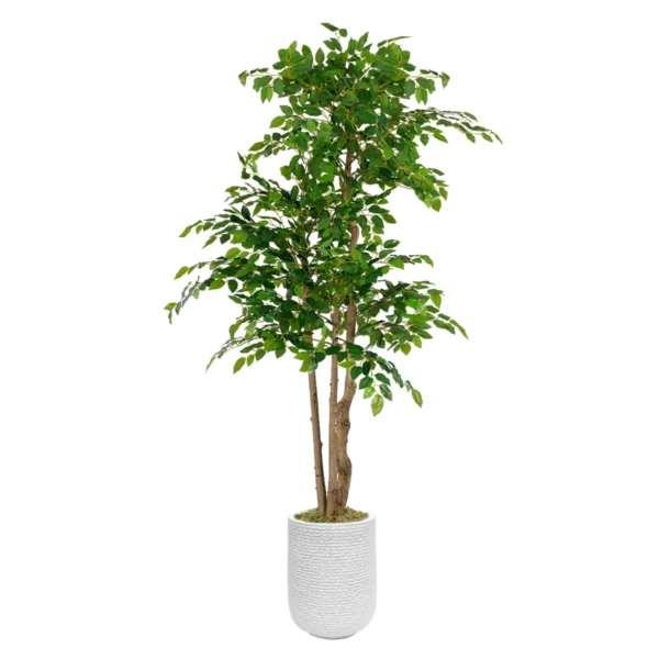 70 "Faux Ficus Tree In a White Magnesium Mud Flower pot, Faux Plant - Image 2