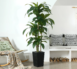 Adcock+UV+Resistant+Artificial+Green+Dracaena+Tree,+Faux+Tree+with+Large+Base+for+Indoor+Outdoor-439326812-439326814 (1)